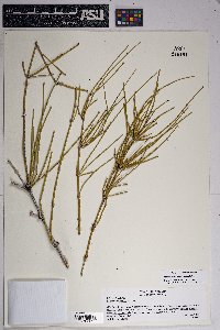 Ephedra aspera image