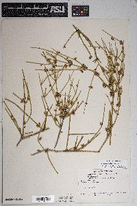 Ephedra aspera image