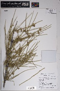 Ephedra fasciculata image