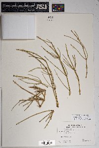 Ephedra aspera image