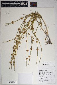 Ephedra aspera image