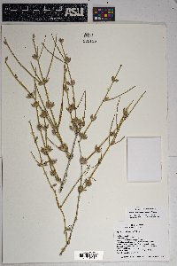 Ephedra aspera image