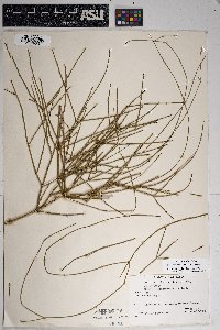 Ephedra aspera image