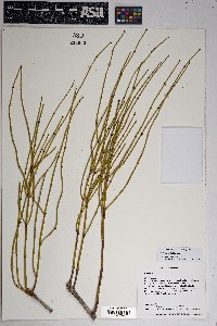 Ephedra cutleri image