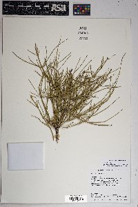 Ephedra cutleri image