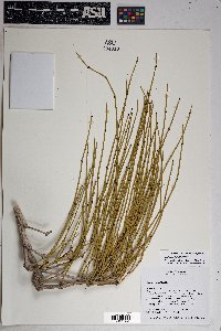 Ephedra cutleri image