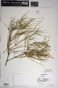 Ephedra aspera image