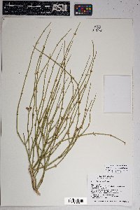 Ephedra aspera image