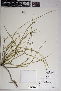 Ephedra aspera image