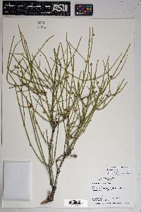 Ephedra aspera image