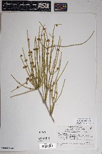 Ephedra aspera image