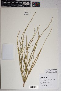 Ephedra cutleri image