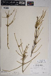 Ephedra aspera image