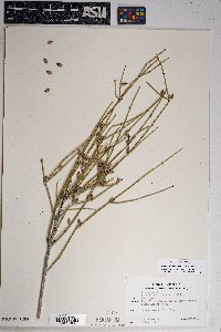 Ephedra aspera image