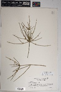 Ephedra aspera image