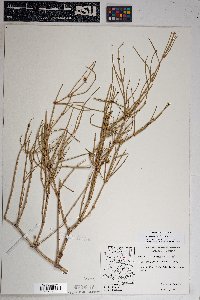 Ephedra torreyana image