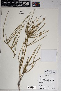 Ephedra torreyana image