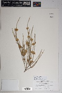 Ephedra torreyana image