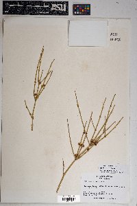 Ephedra torreyana image