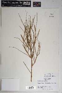 Ephedra torreyana image