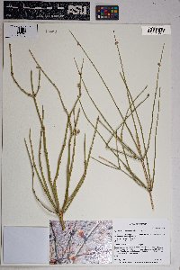 Ephedra nevadensis image