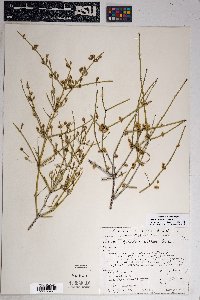 Ephedra nevadensis image