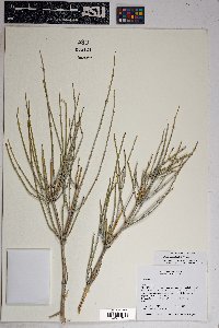 Ephedra nevadensis image