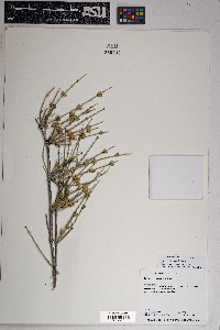 Ephedra torreyana image