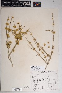 Ephedra torreyana image