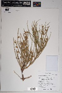 Ephedra torreyana image