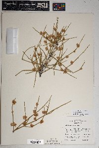 Ephedra torreyana image