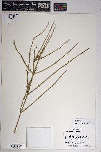 Ephedra funerea image