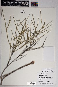 Ephedra funerea image