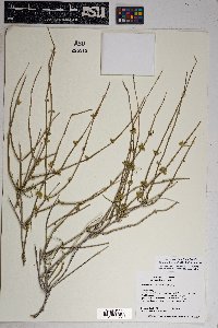 Ephedra funerea image