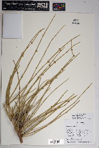 Ephedra torreyana image