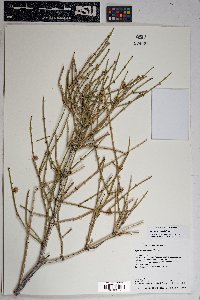 Ephedra torreyana image