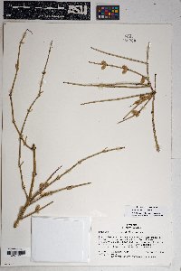 Ephedra torreyana image