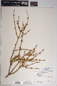 Ephedra torreyana image