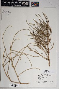 Ephedra torreyana image