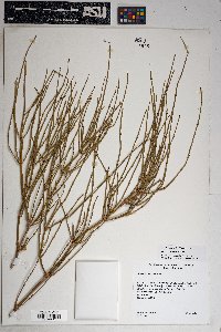 Ephedra torreyana image