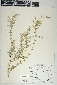 Aloysia wrightii image