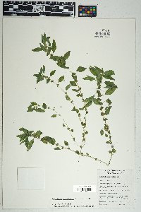 Parietaria pensylvanica image