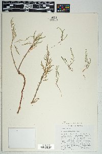 Tamarix chinensis image