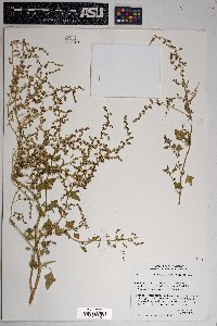 Chenopodium fremontii image