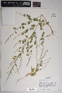 Chenopodium fremontii image