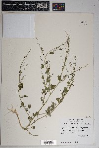 Chenopodium fremontii image