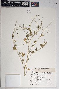 Chenopodium fremontii image