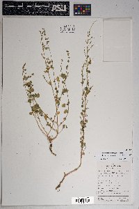 Chenopodium fremontii image