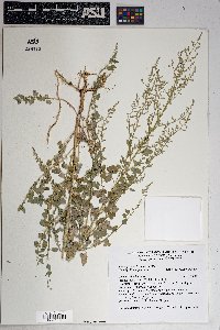 Chenopodium fremontii image