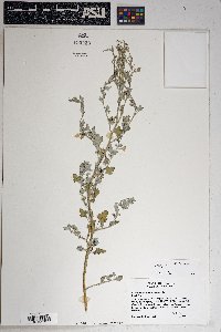 Chenopodium fremontii image